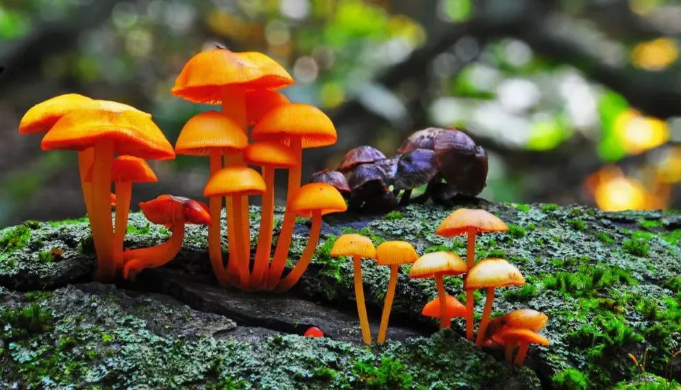 El extraño hongo de Chernóbil que podría “alimentarse” de la radiación