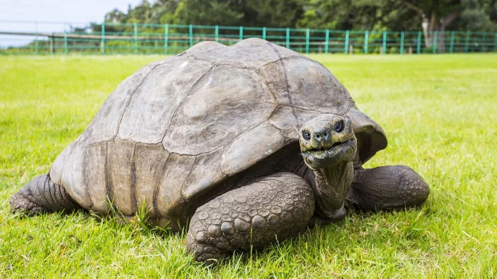 Jonathan, la tortuga más vieja del mundo, sigue viva a sus 194 años